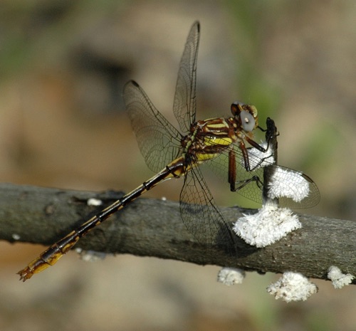 Male
2006_04_01_Early